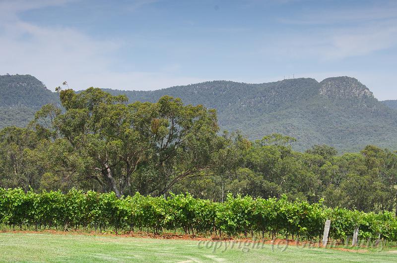 Tyrrell's Vineyard, near Pokolbin IMGP4967.jpg